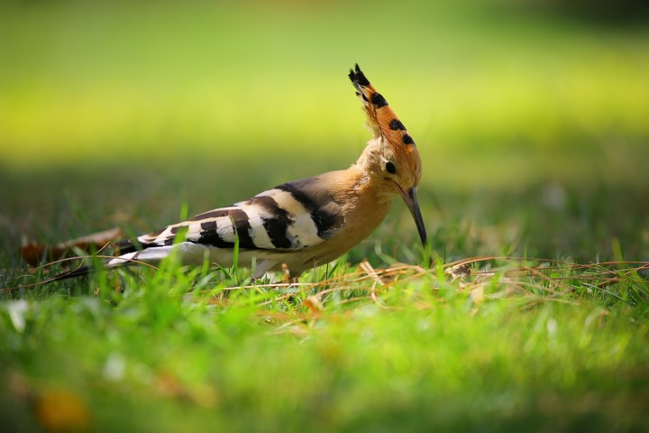 bird