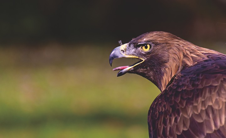 Eagle