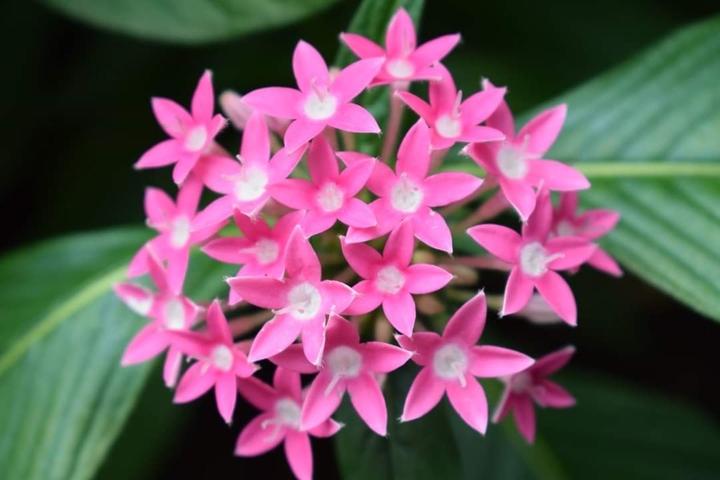 Pink Flower