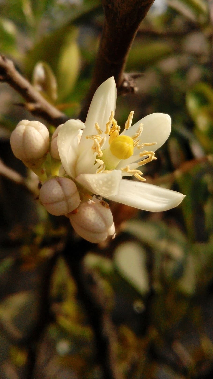 ~ Lemon Flower Citrus ~