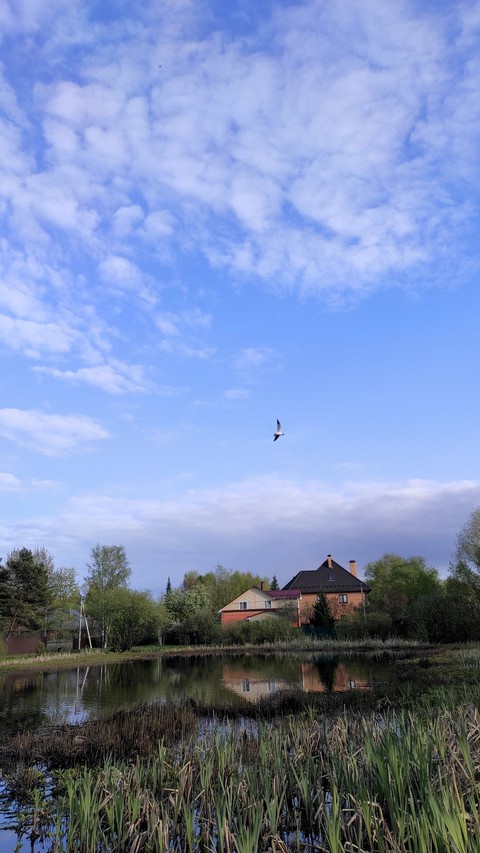 plant, bird Hintergrundbilder