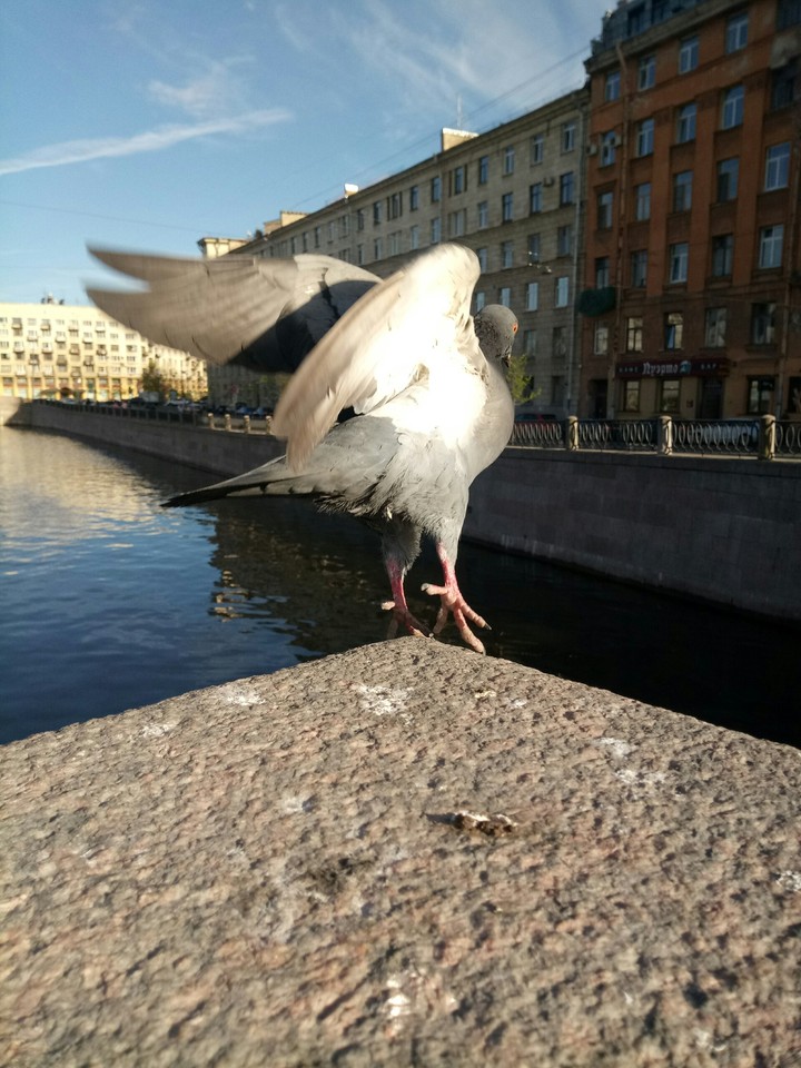 pigeon