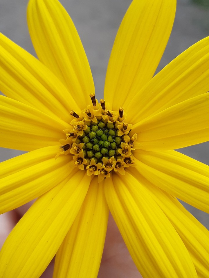yellow beauty