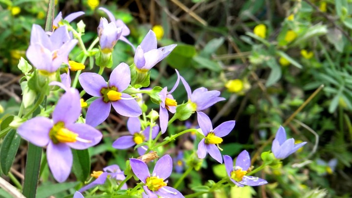 Lavender bloom