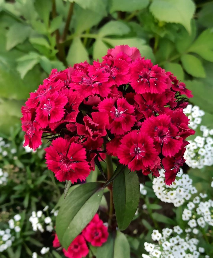 flower