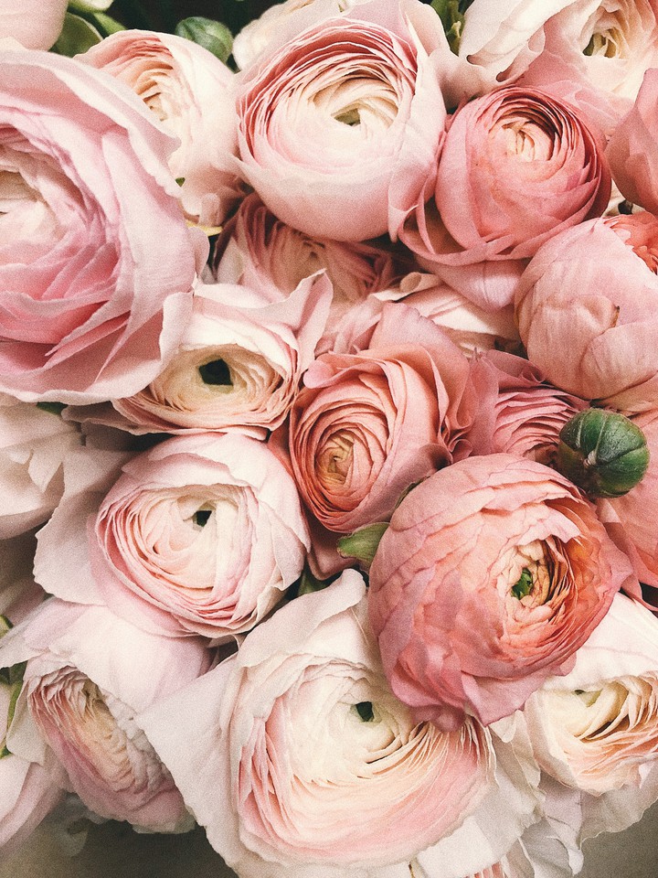 rose