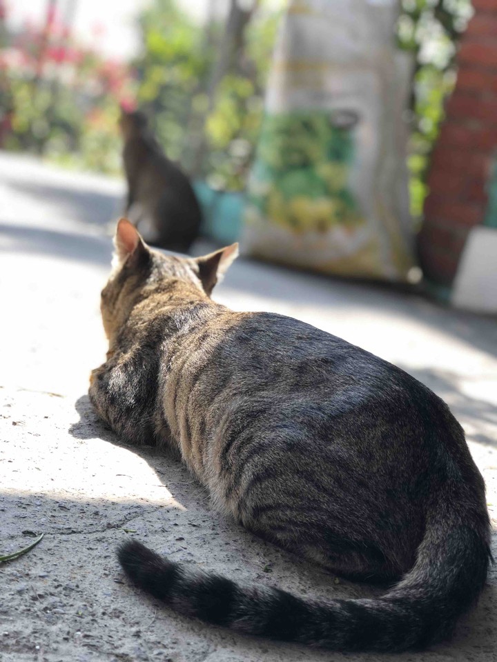 思念