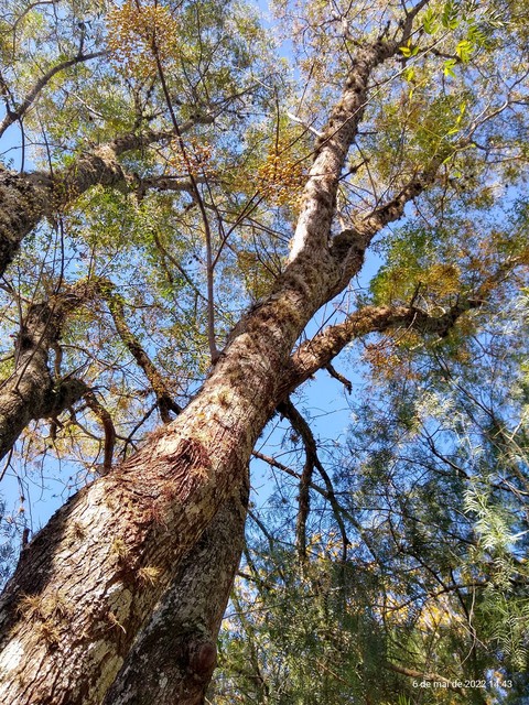 sfondi tree, twig