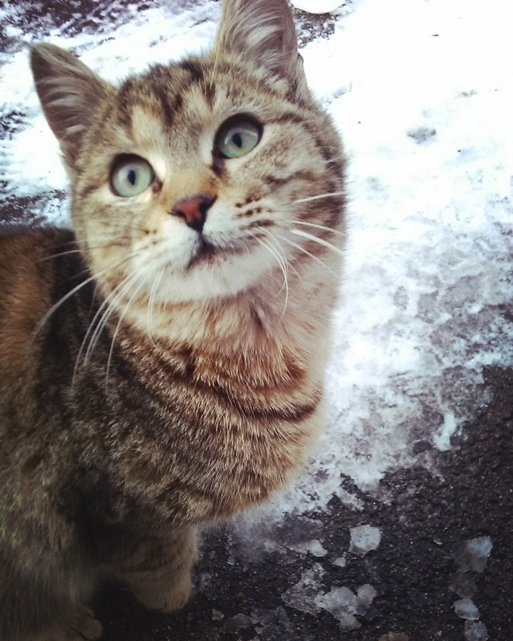 cat