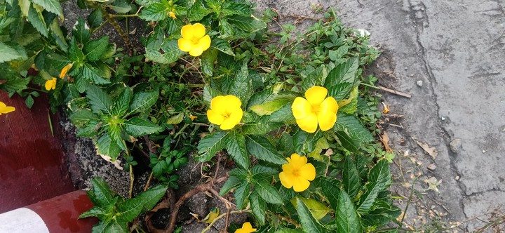 yellowbell flower