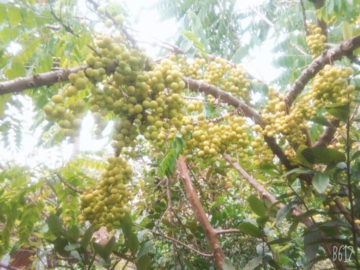 amla tree