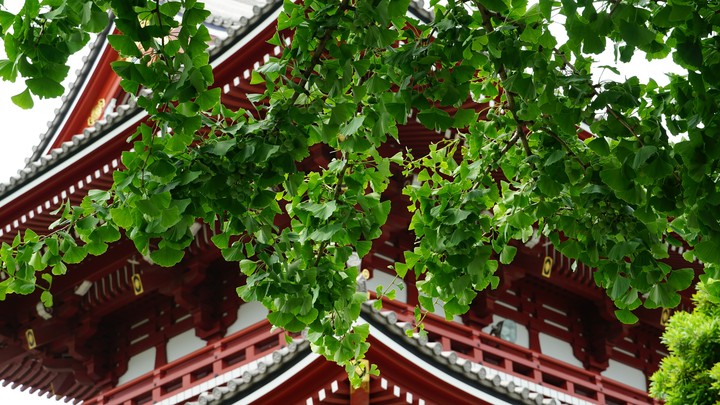 淺草観音寺