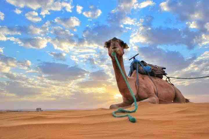 Sahara
