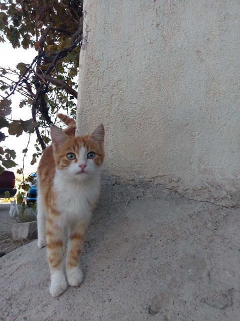 güzellik