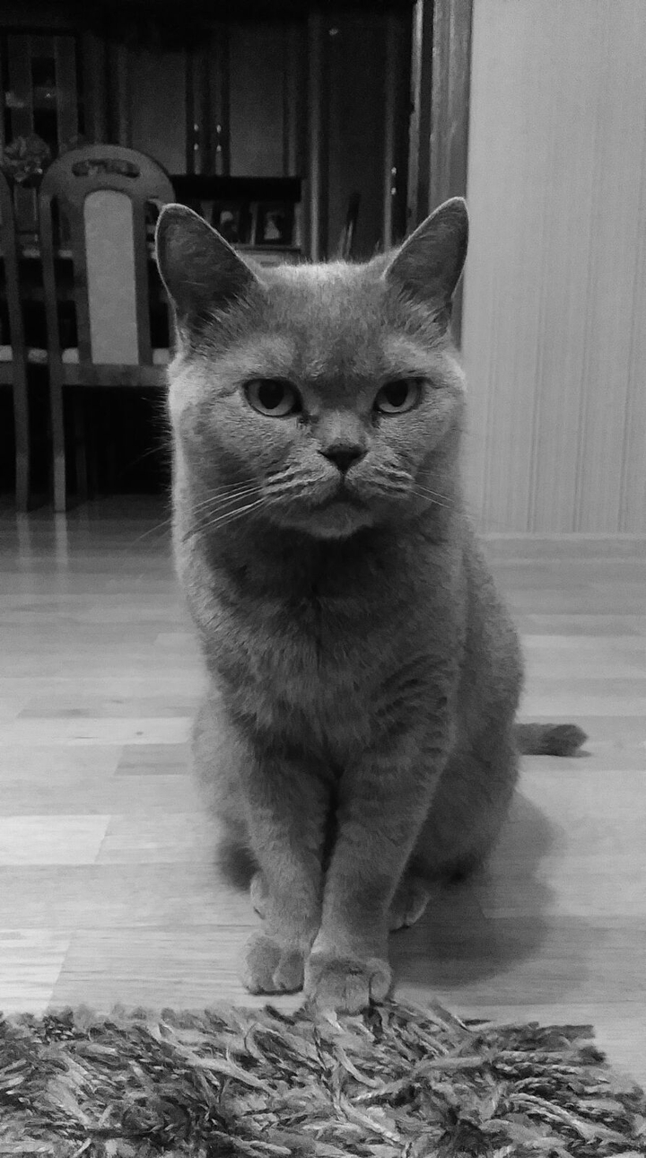 cat's