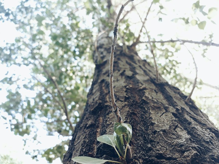 tall tree