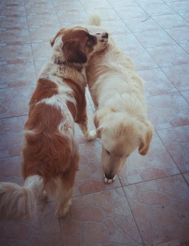 My dogs⁦❤️⁩