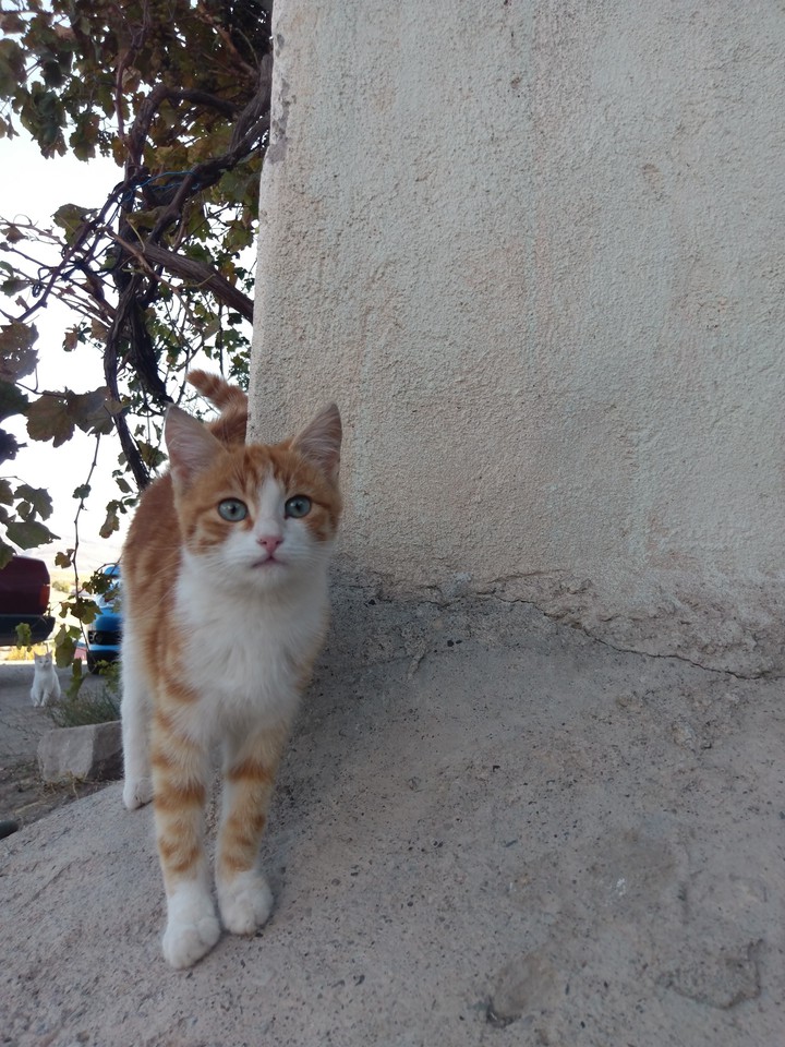 güzellik