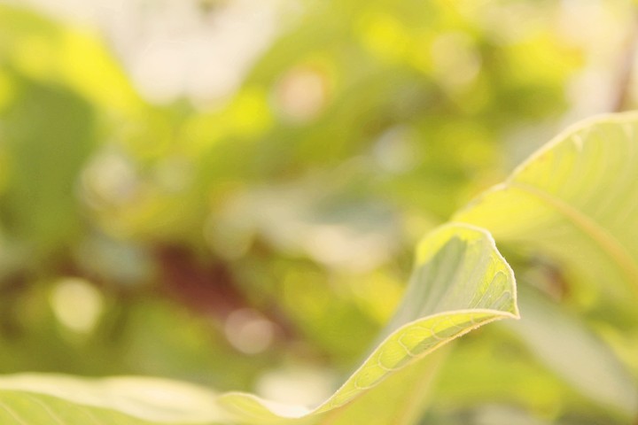 Green Leaf