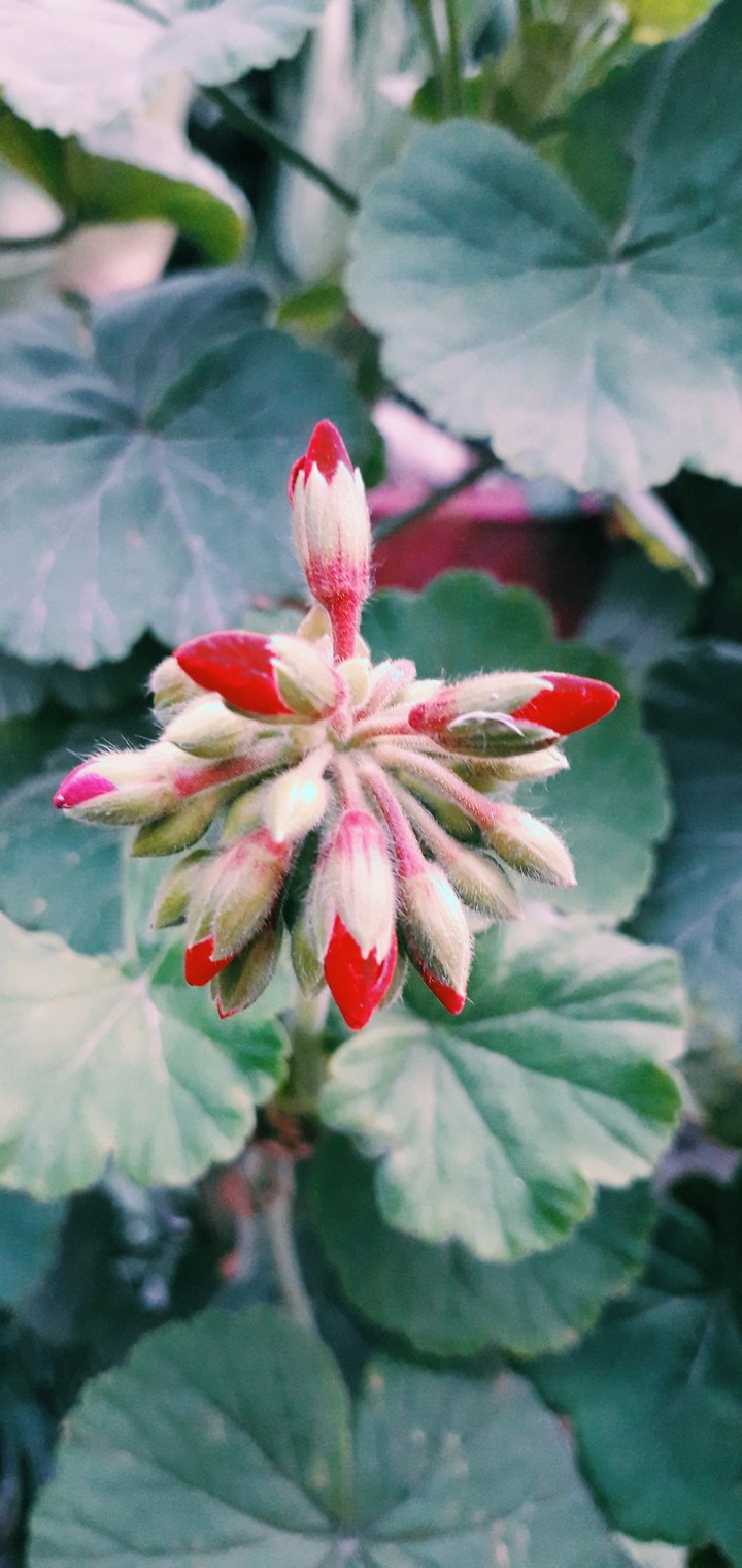 Florets!