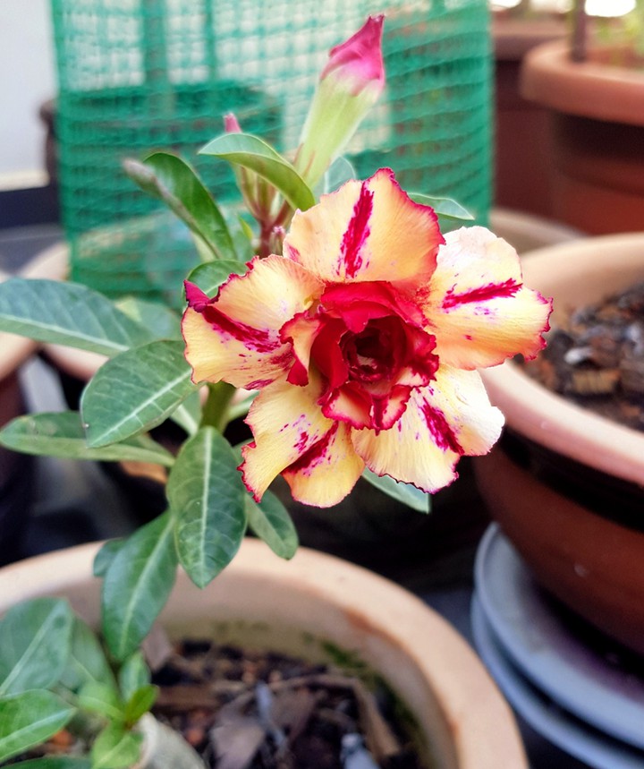 First Bloom