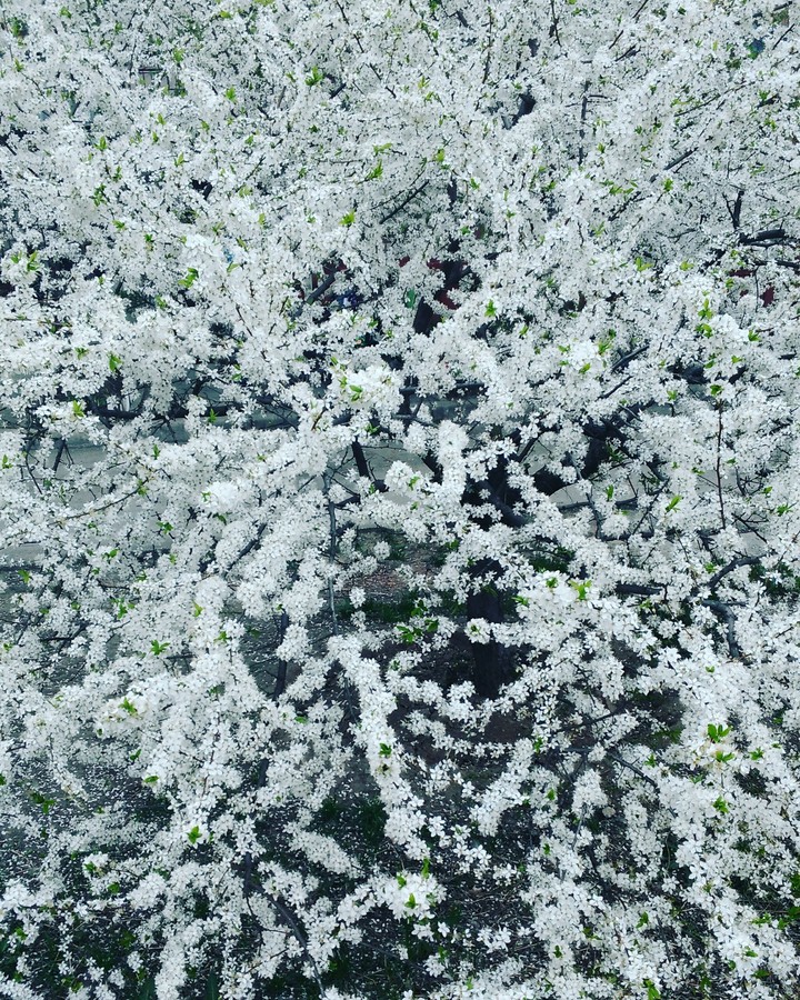 Spring