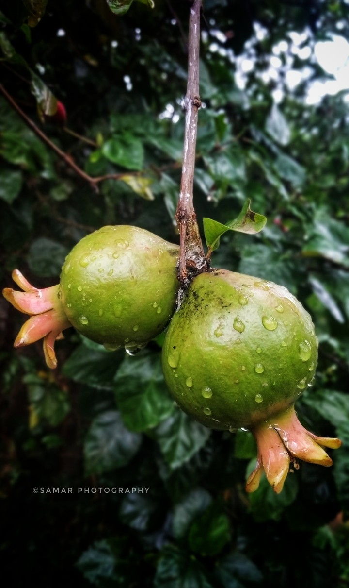 Pomegranate In My Sweet Home..