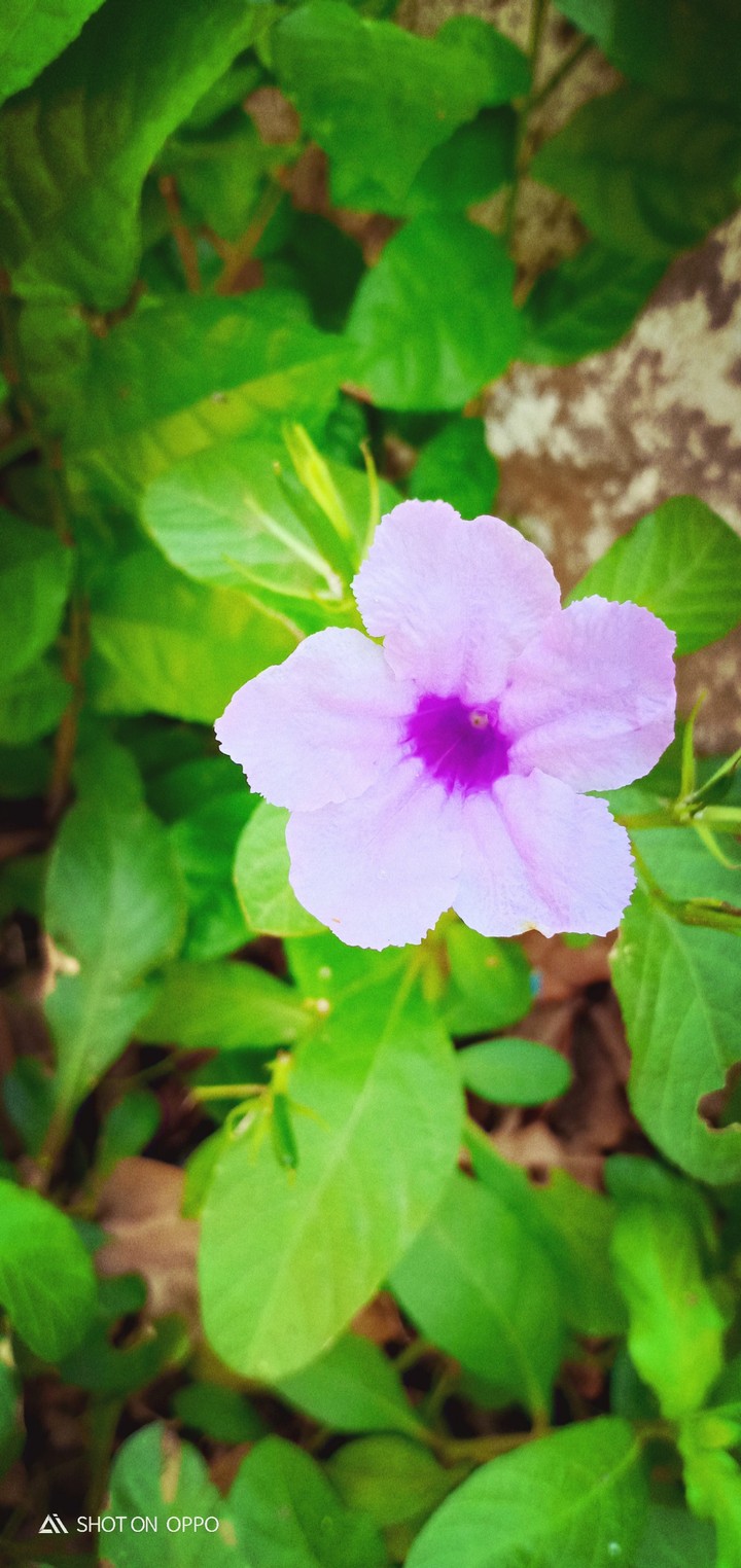 nice flower