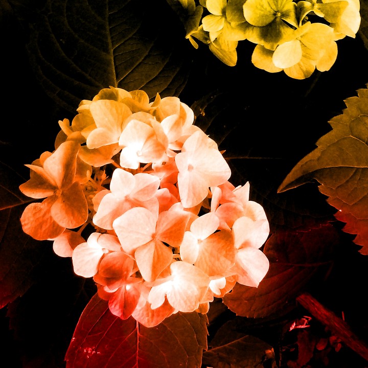Hydrangeas