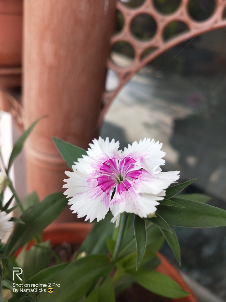 Garden pink 'Dianthus plumarius'
