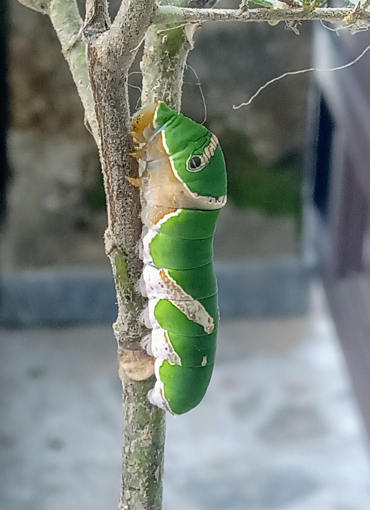 caterpillar