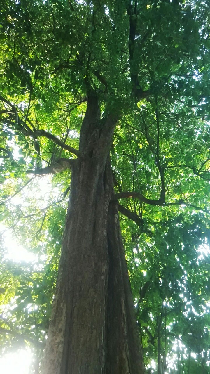 #tree