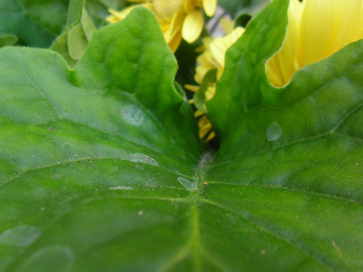 Leaf