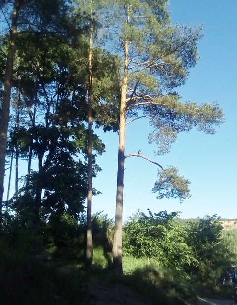 Сосны