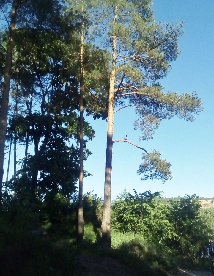 Сосны