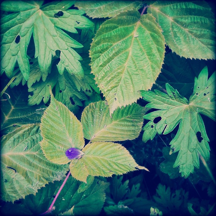 purple on green