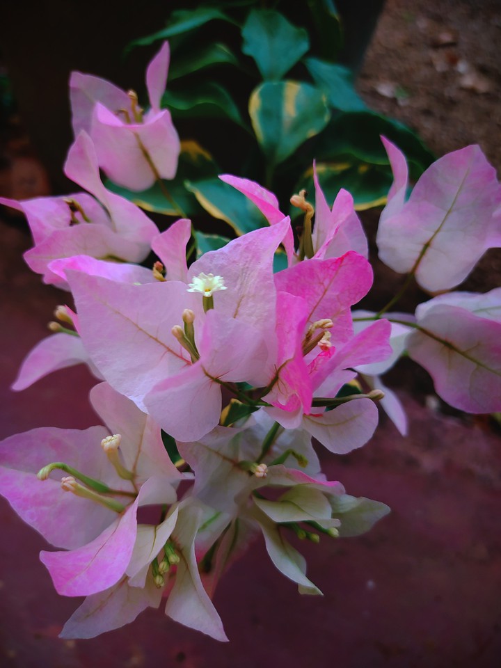 Bougainvillea