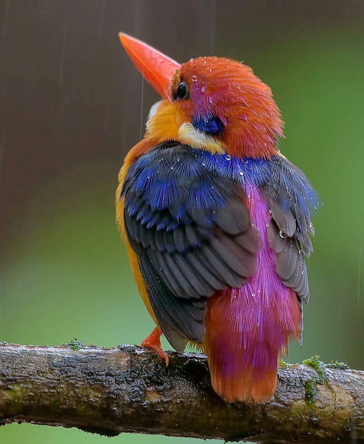 Birds