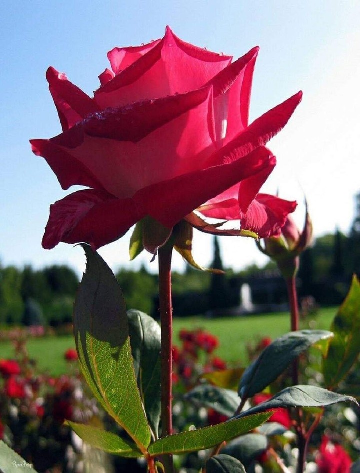 rose