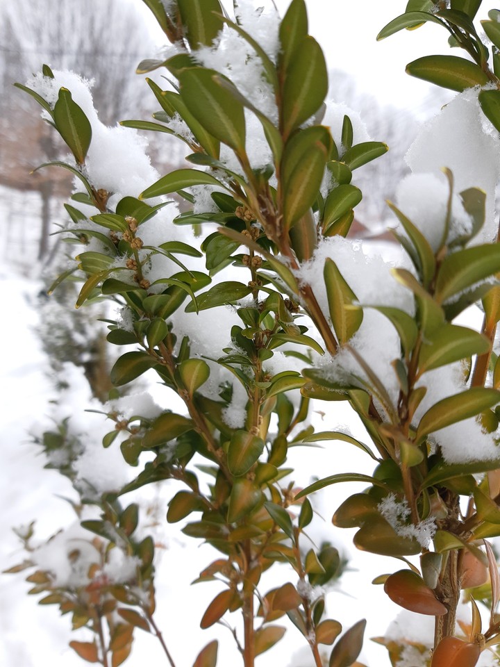 winter