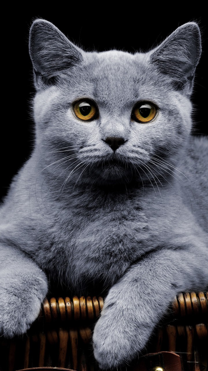 котЭ
