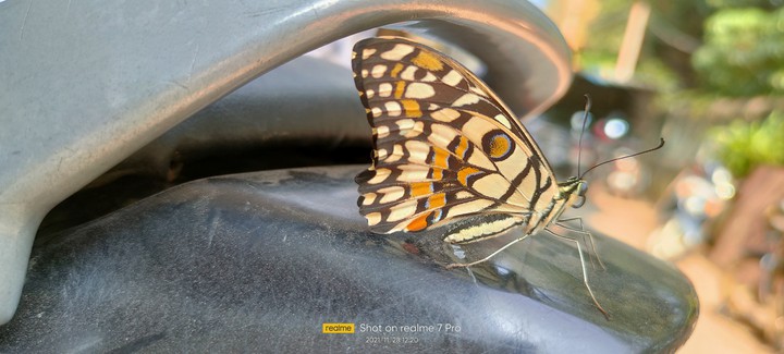 butterfly