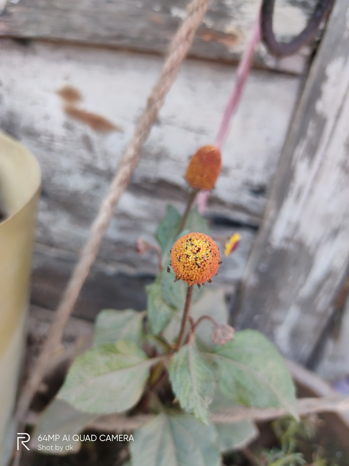 flower