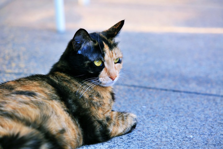 Cat