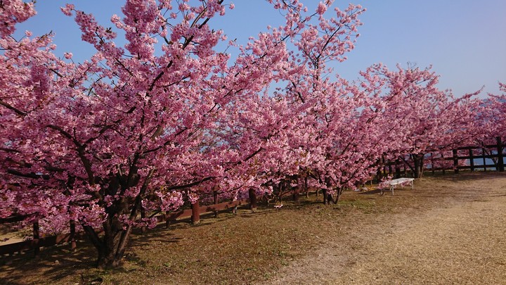 河津桜