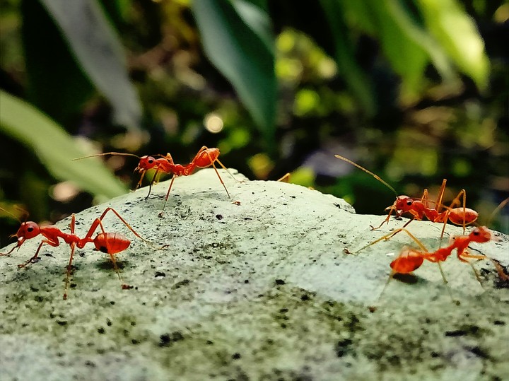 Ants fighting