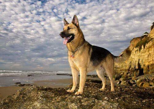 dog