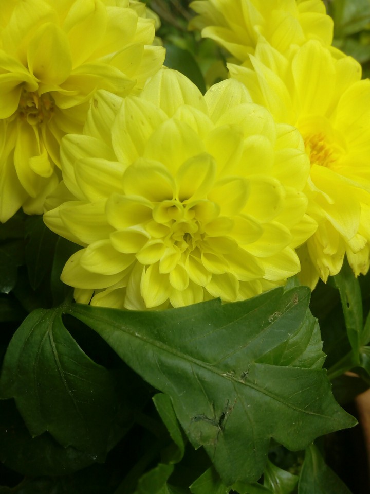 giallo