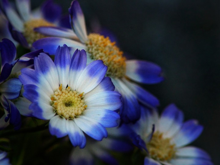 daisy