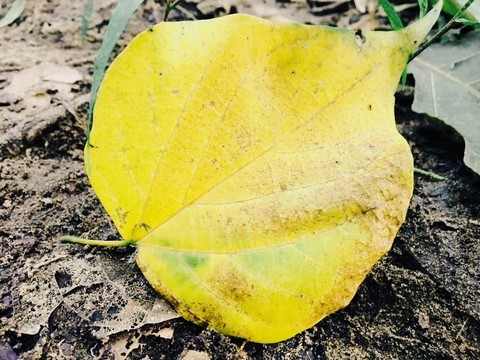 leaf